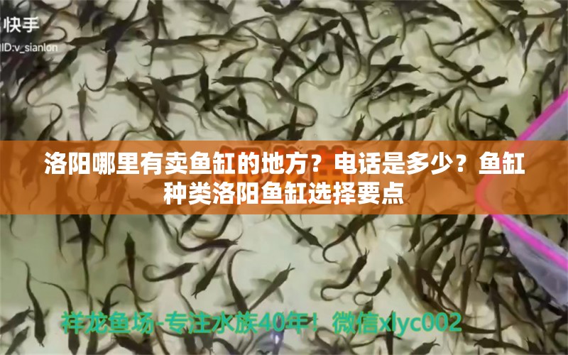 洛陽哪里有賣魚缸的地方？電話是多少？魚缸種類洛陽魚缸選擇要點 蝴蝶鯉魚苗