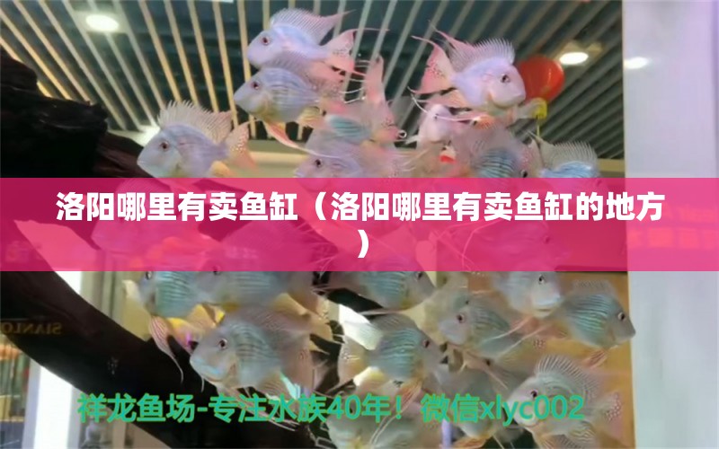 洛陽哪里有賣魚缸（洛陽哪里有賣魚缸的地方）