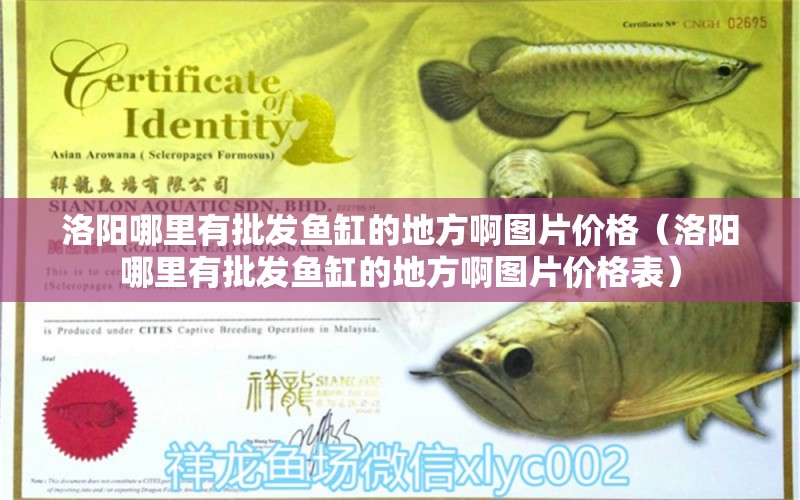 洛陽哪里有批發(fā)魚缸的地方啊圖片價(jià)格（洛陽哪里有批發(fā)魚缸的地方啊圖片價(jià)格表） 觀賞魚市場（混養(yǎng)魚）