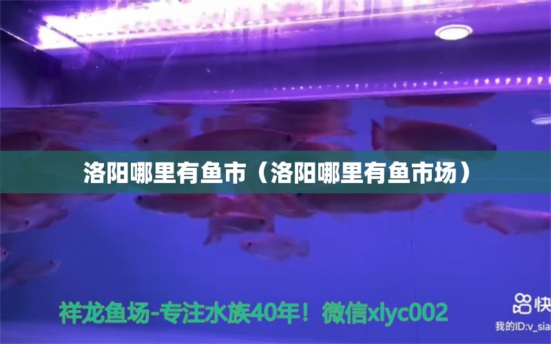 洛陽哪里有魚市（洛陽哪里有魚市場） 廣州龍魚批發(fā)市場