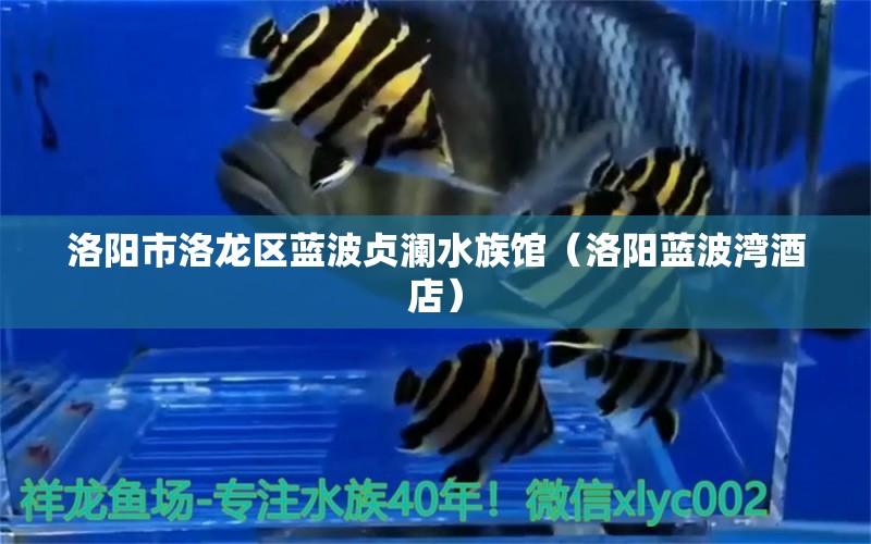 洛陽市洛龍區(qū)藍(lán)波貞瀾水族館（洛陽藍(lán)波灣酒店） 全國水族館企業(yè)名錄