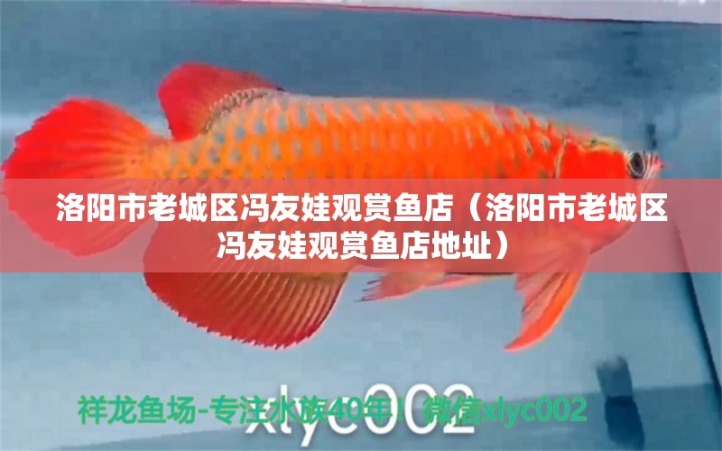 洛陽市老城區(qū)馮友娃觀賞魚店（洛陽市老城區(qū)馮友娃觀賞魚店地址） 全國水族館企業(yè)名錄