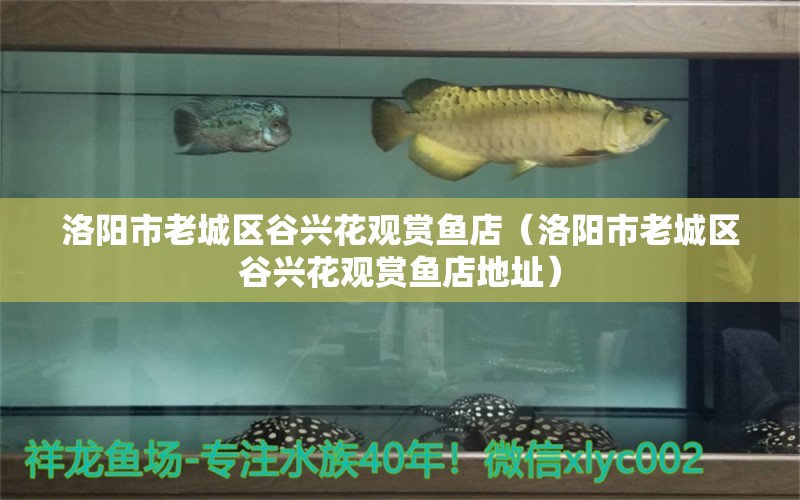 洛陽(yáng)市老城區(qū)谷興花觀賞魚(yú)店（洛陽(yáng)市老城區(qū)谷興花觀賞魚(yú)店地址） 全國(guó)水族館企業(yè)名錄