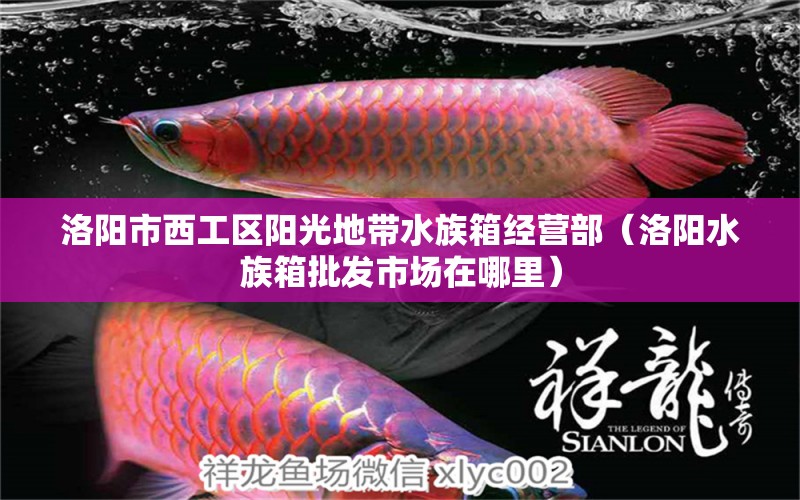 洛陽市西工區(qū)陽光地帶水族箱經(jīng)營(yíng)部（洛陽水族箱批發(fā)市場(chǎng)在哪里） 魚缸/水族箱