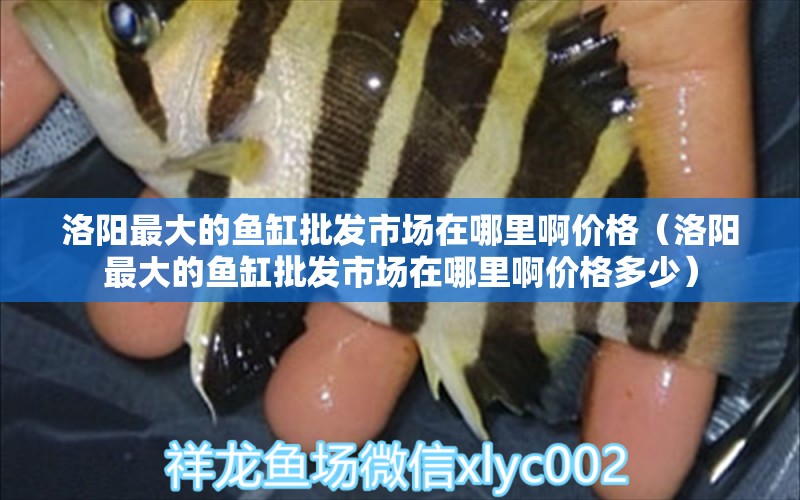 洛陽最大的魚缸批發(fā)市場在哪里啊價格（洛陽最大的魚缸批發(fā)市場在哪里啊價格多少） 祥龍水族醫(yī)院