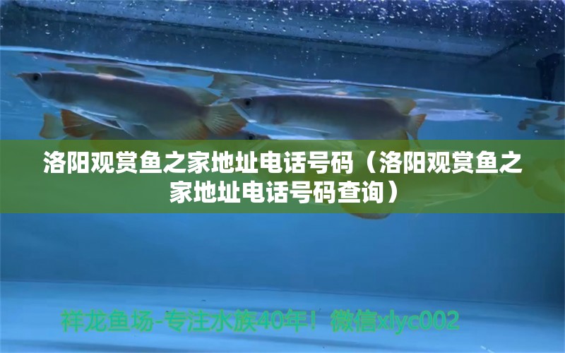 洛陽(yáng)觀賞魚(yú)之家地址電話號(hào)碼（洛陽(yáng)觀賞魚(yú)之家地址電話號(hào)碼查詢） 女王大帆魚(yú)