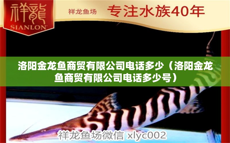 洛陽(yáng)金龍魚商貿(mào)有限公司電話多少（洛陽(yáng)金龍魚商貿(mào)有限公司電話多少號(hào)）