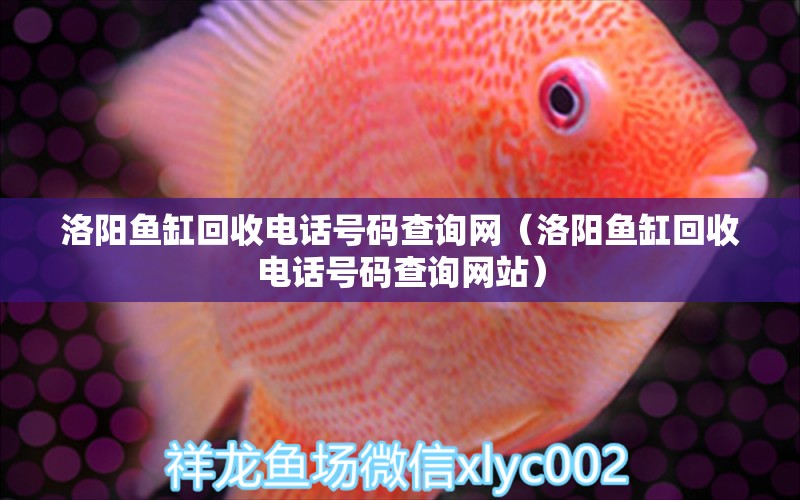 洛陽魚缸回收電話號碼查詢網(wǎng)（洛陽魚缸回收電話號碼查詢網(wǎng)站）