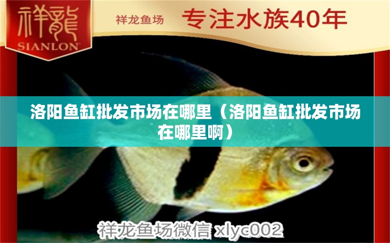 洛陽魚缸批發(fā)市場(chǎng)在哪里（洛陽魚缸批發(fā)市場(chǎng)在哪里啊）