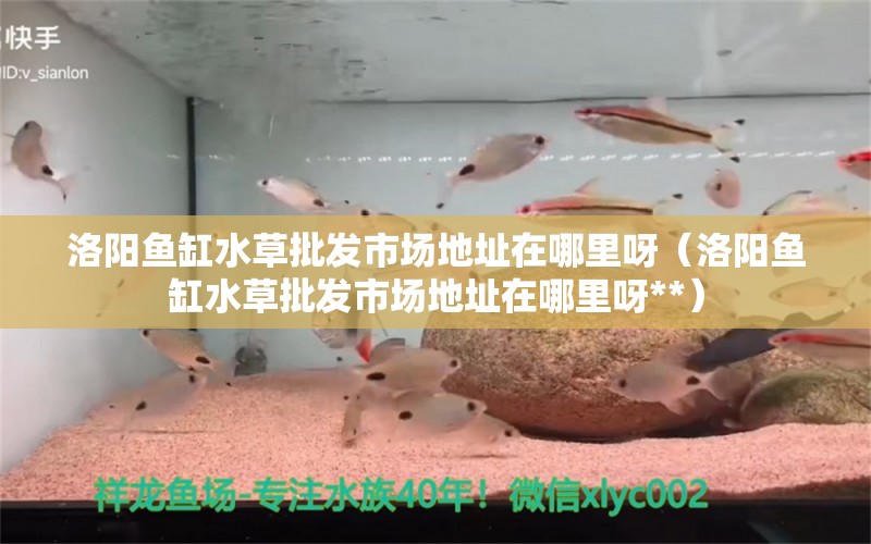 洛陽(yáng)魚缸水草批發(fā)市場(chǎng)地址在哪里呀（洛陽(yáng)魚缸水草批發(fā)市場(chǎng)地址在哪里呀**） 水草