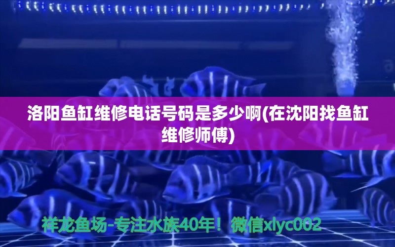 洛陽魚缸維修電話號碼是多少啊(在沈陽找魚缸維修師傅) 非洲象鼻魚