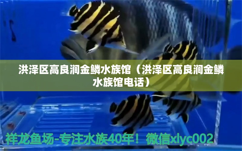 洪澤區(qū)高良澗金鱗水族館（洪澤區(qū)高良澗金鱗水族館電話）