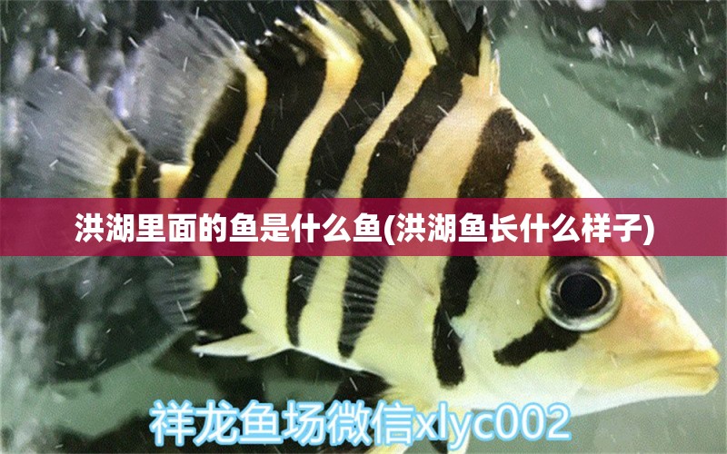 洪湖里面的魚是什么魚(洪湖魚長(zhǎng)什么樣子) 黑桃A魚