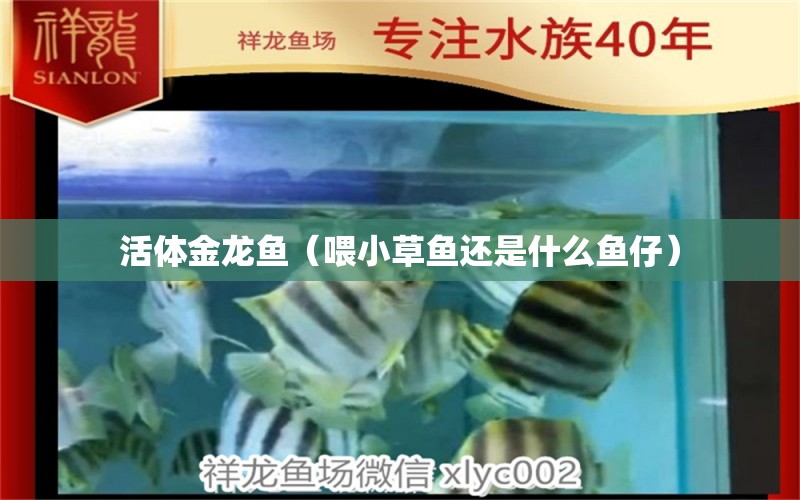 活體金龍魚（喂小草魚還是什么魚仔）