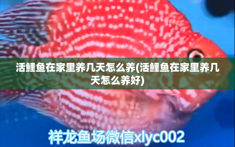 活鯉魚在家里養(yǎng)幾天怎么養(yǎng)(活鯉魚在家里養(yǎng)幾天怎么養(yǎng)好) 祥龍傳奇品牌魚缸