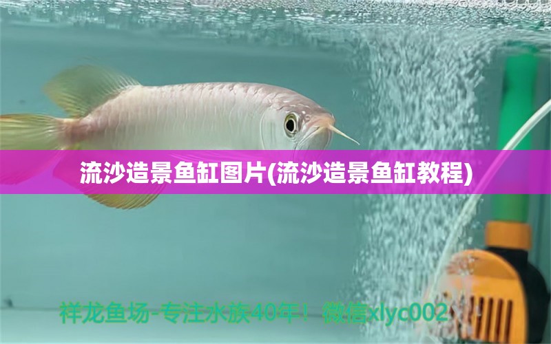 流沙造景魚缸圖片(流沙造景魚缸教程) 月光鴨嘴魚