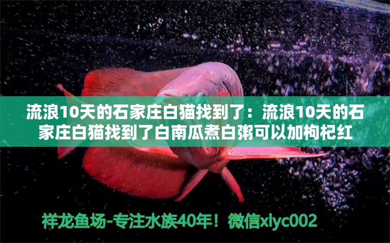 流浪10天的石家莊白貓找到了：流浪10天的石家莊白貓找到了白南瓜煮白粥可以加枸杞紅