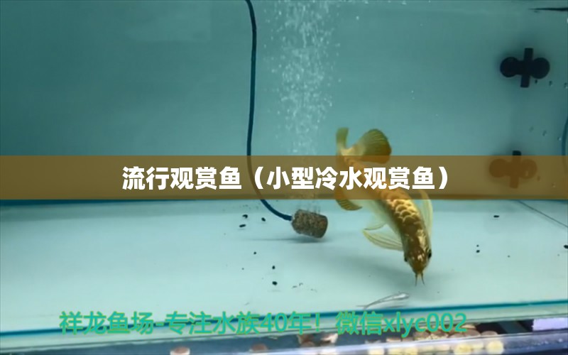 流行觀賞魚（小型冷水觀賞魚） 女王大帆魚苗