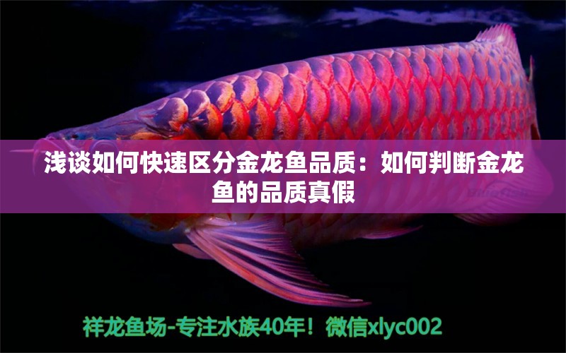 淺談如何快速區(qū)分金龍魚(yú)品質(zhì)：如何判斷金龍魚(yú)的品質(zhì)真假 龍魚(yú)百科 第2張