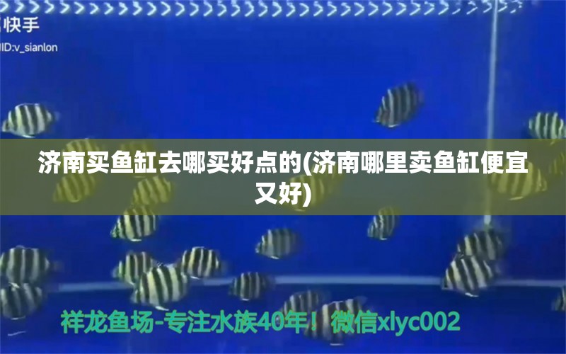 濟南買魚缸去哪買好點的(濟南哪里賣魚缸便宜又好) 祥龍赫舞紅龍魚