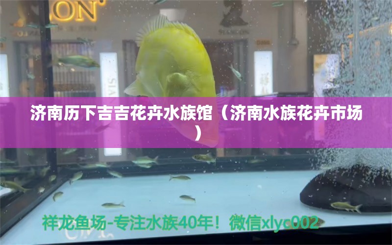 濟南歷下吉吉花卉水族館（濟南水族花卉市場） 全國水族館企業(yè)名錄