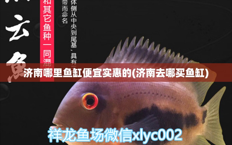 濟(jì)南哪里魚缸便宜實(shí)惠的(濟(jì)南去哪買魚缸) 網(wǎng)上購買觀賞魚