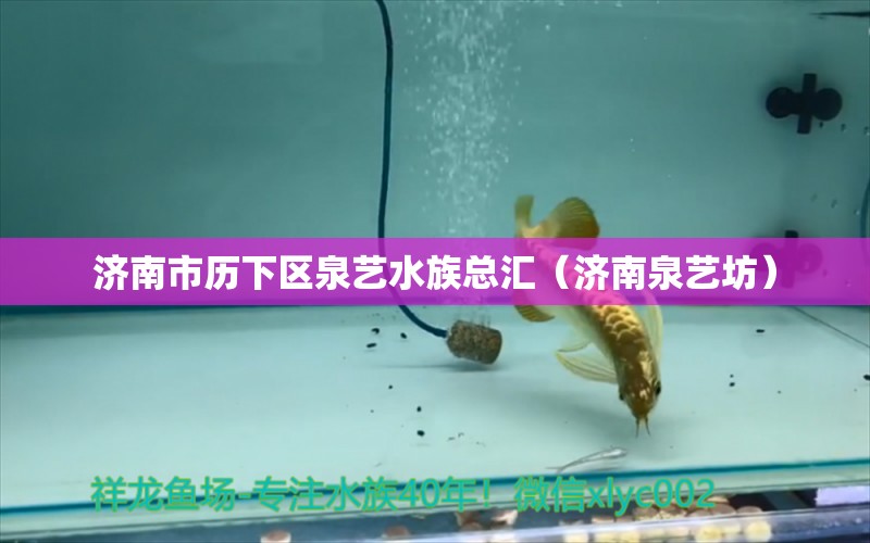 濟南市歷下區(qū)泉藝水族總匯（濟南泉藝坊）