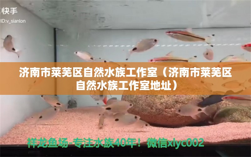 濟南市萊蕪區(qū)自然水族工作室（濟南市萊蕪區(qū)自然水族工作室地址）