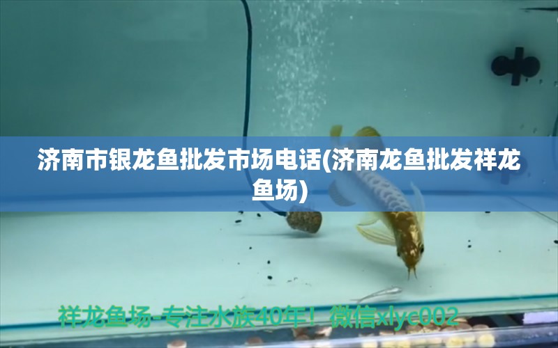 濟南市銀龍魚批發(fā)市場電話(濟南龍魚批發(fā)祥龍魚場) 龍魚批發(fā)