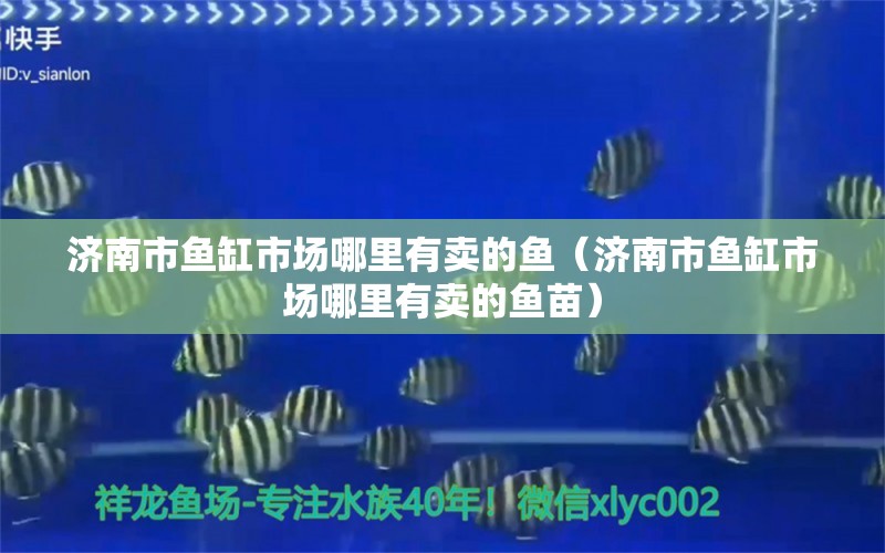 濟南市魚缸市場哪里有賣的魚（濟南市魚缸市場哪里有賣的魚苗）