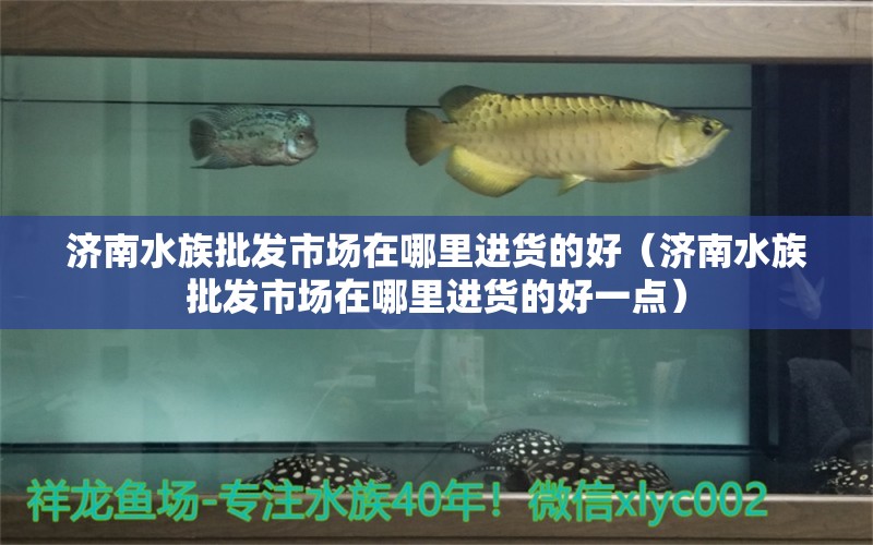 濟(jì)南水族批發(fā)市場(chǎng)在哪里進(jìn)貨的好（濟(jì)南水族批發(fā)市場(chǎng)在哪里進(jìn)貨的好一點(diǎn)）