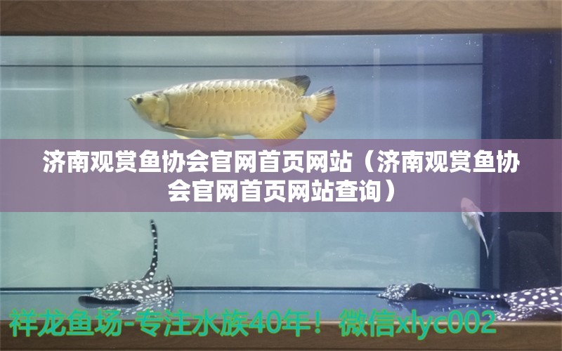 濟南觀賞魚協(xié)會官網(wǎng)首頁網(wǎng)站（濟南觀賞魚協(xié)會官網(wǎng)首頁網(wǎng)站查詢）