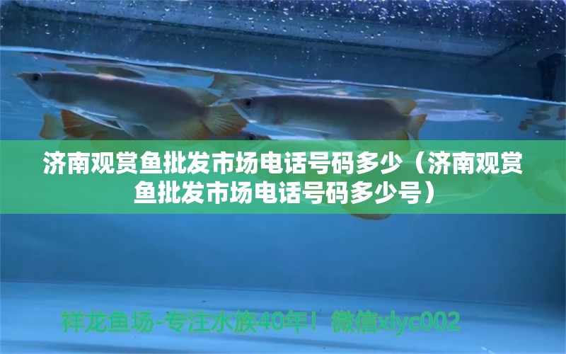 濟(jì)南觀賞魚批發(fā)市場電話號碼多少（濟(jì)南觀賞魚批發(fā)市場電話號碼多少號）