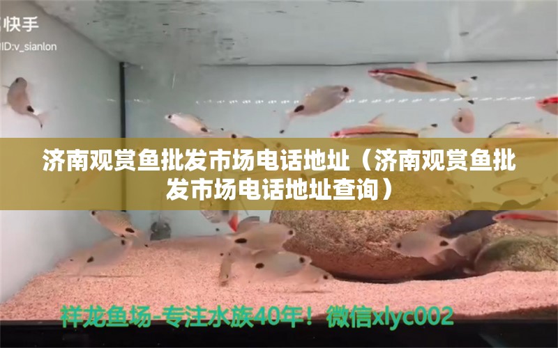 濟(jì)南觀賞魚批發(fā)市場電話地址（濟(jì)南觀賞魚批發(fā)市場電話地址查詢）