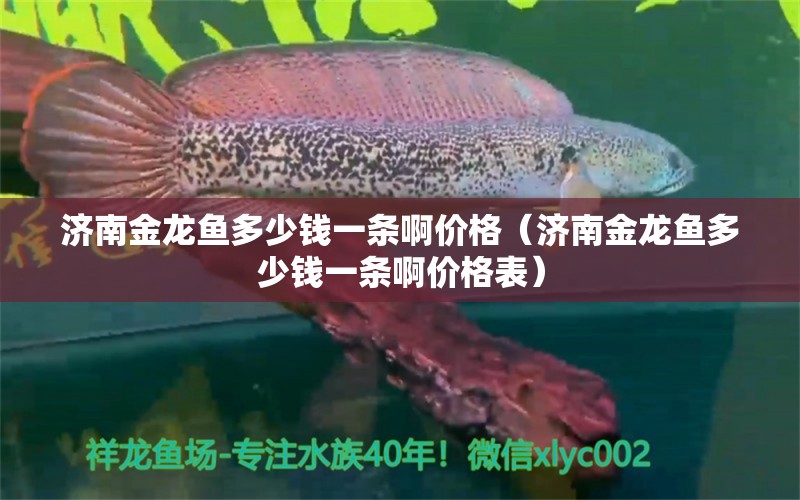 濟(jì)南金龍魚(yú)多少錢一條啊價(jià)格（濟(jì)南金龍魚(yú)多少錢一條啊價(jià)格表） 祥龍水族醫(yī)院