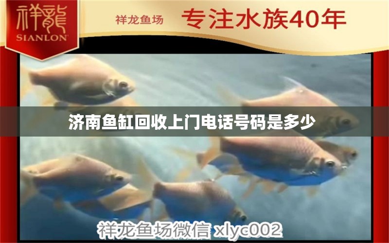 濟南魚缸回收上門電話號碼是多少  白子紅龍魚