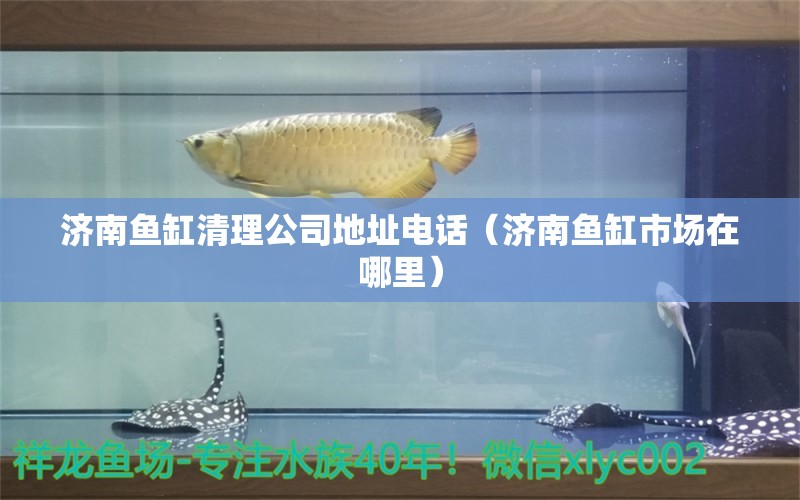 濟南魚缸清理公司地址電話（濟南魚缸市場在哪里）