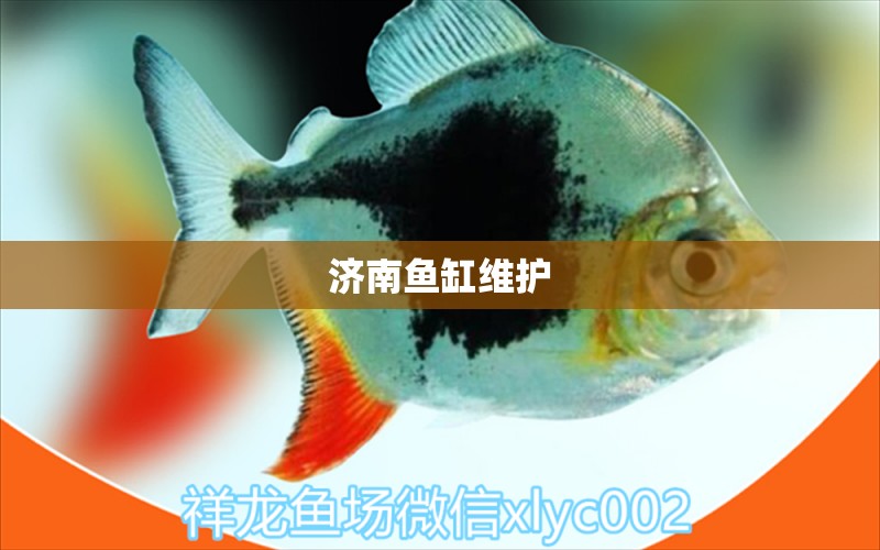 濟南魚缸維護