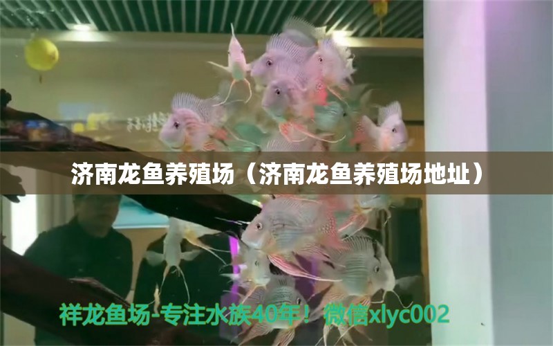 濟南龍魚養(yǎng)殖場（濟南龍魚養(yǎng)殖場地址）