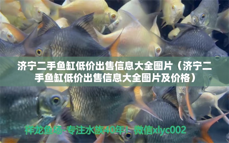 濟寧二手魚缸低價出售信息大全圖片（濟寧二手魚缸低價出售信息大全圖片及價格） 黑帝王魟魚