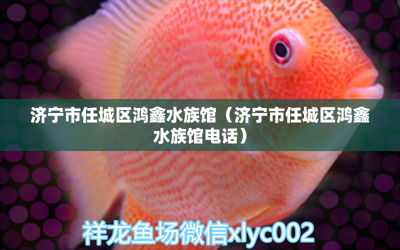 濟寧市任城區(qū)鴻鑫水族館（濟寧市任城區(qū)鴻鑫水族館電話）