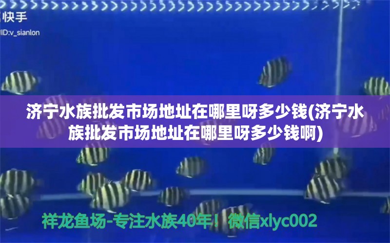 濟寧水族批發(fā)市場地址在哪里呀多少錢(濟寧水族批發(fā)市場地址在哪里呀多少錢啊)