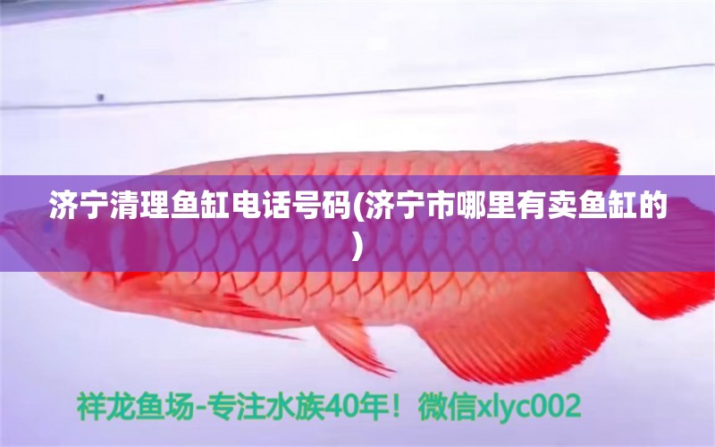 濟寧清理魚缸電話號碼(濟寧市哪里有賣魚缸的) 野彩魚