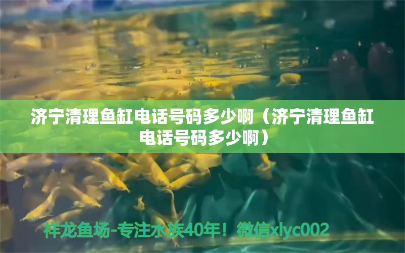 濟(jì)寧清理魚缸電話號(hào)碼多少?。?jì)寧清理魚缸電話號(hào)碼多少啊）