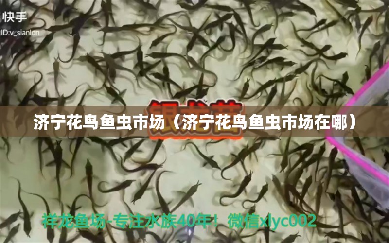 濟(jì)寧花鳥(niǎo)魚(yú)蟲(chóng)市場(chǎng)（濟(jì)寧花鳥(niǎo)魚(yú)蟲(chóng)市場(chǎng)在哪） 觀賞魚(yú)水族批發(fā)市場(chǎng)