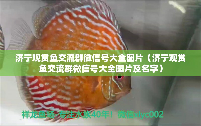 濟(jì)寧觀賞魚交流群微信號(hào)大全圖片（濟(jì)寧觀賞魚交流群微信號(hào)大全圖片及名字）