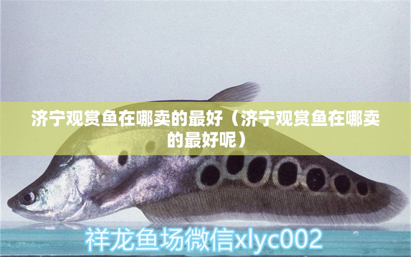 濟寧觀賞魚在哪賣的最好（濟寧觀賞魚在哪賣的最好呢）