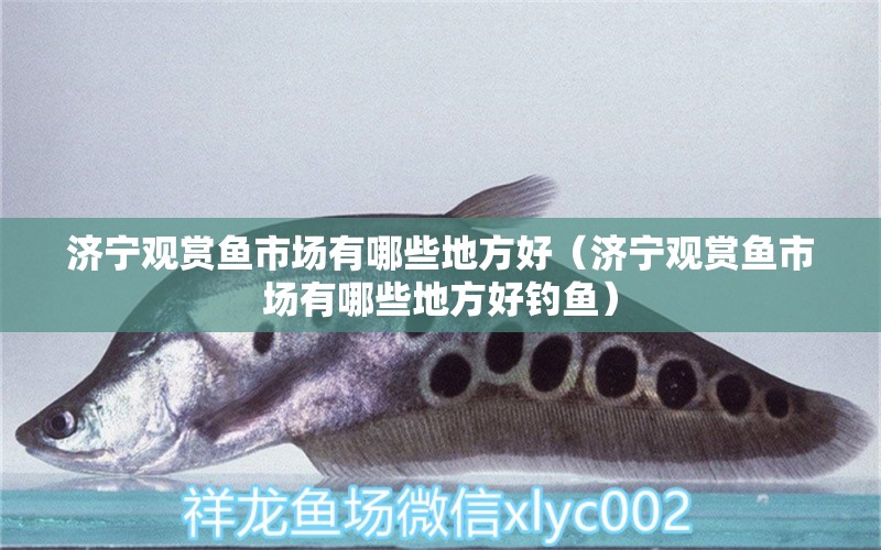 濟(jì)寧觀賞魚市場(chǎng)有哪些地方好（濟(jì)寧觀賞魚市場(chǎng)有哪些地方好釣魚） 垂釣樂(lè)園