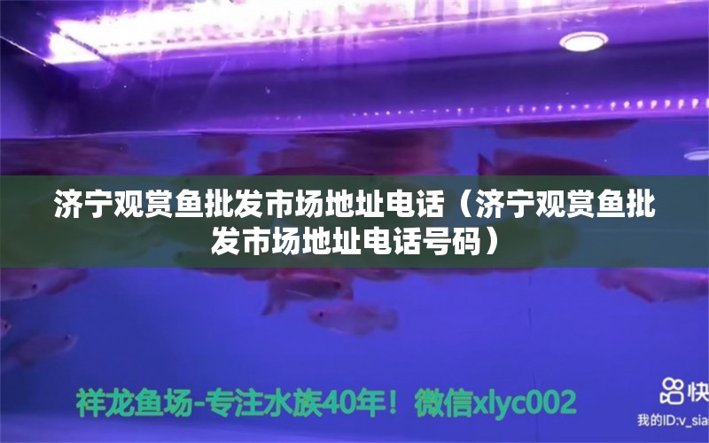 濟寧觀賞魚批發(fā)市場地址電話（濟寧觀賞魚批發(fā)市場地址電話號碼）