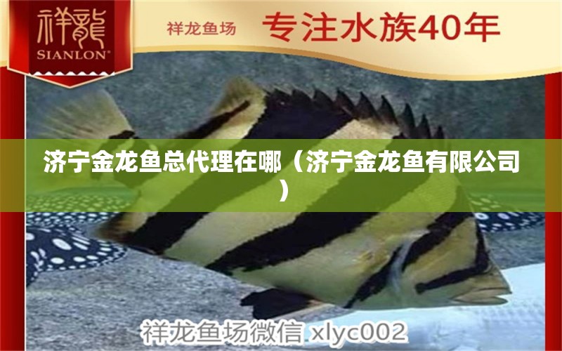 濟寧金龍魚總代理在哪（濟寧金龍魚有限公司）